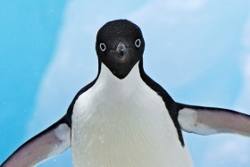 penguin 30